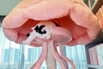 From One Cat to a Cozy Corner: The Story Behind Purr NookđŸ