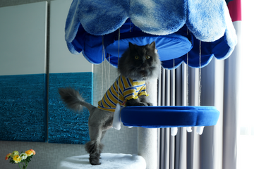cat tree with light