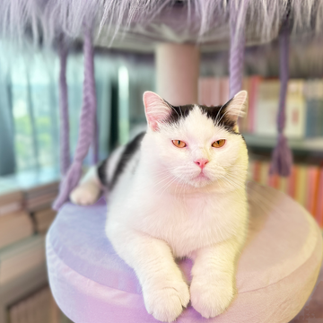 cat tower for large cats