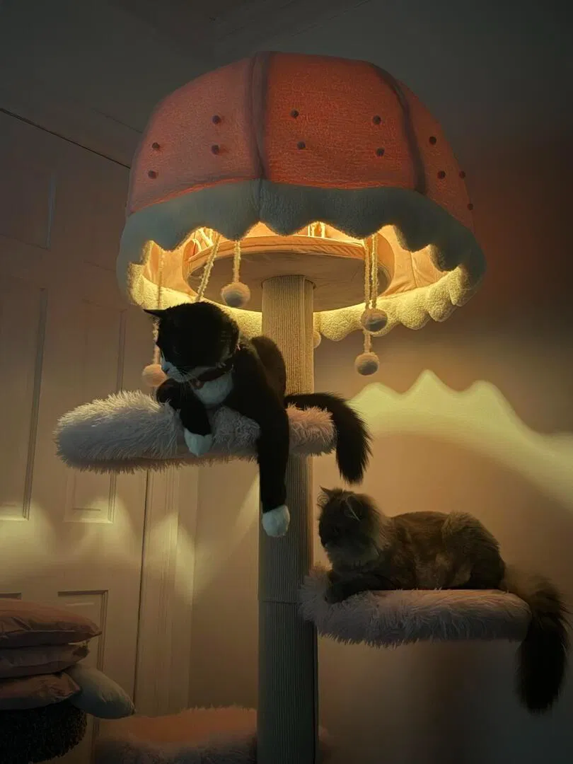 Cute Cat Condo - an ideal combination for Siamese cats.