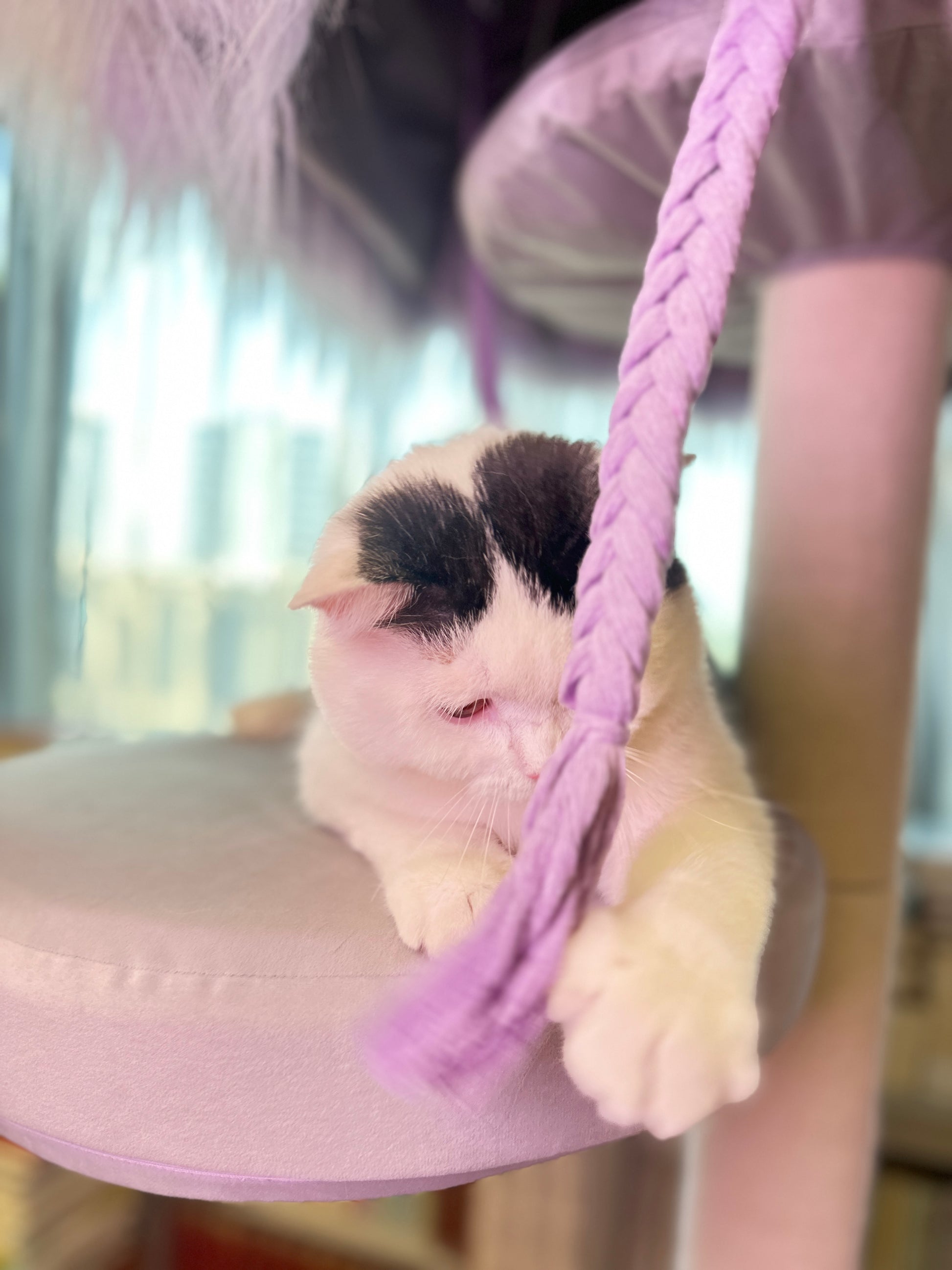 cat tree with hanging toys
