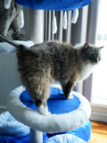 cat tower large