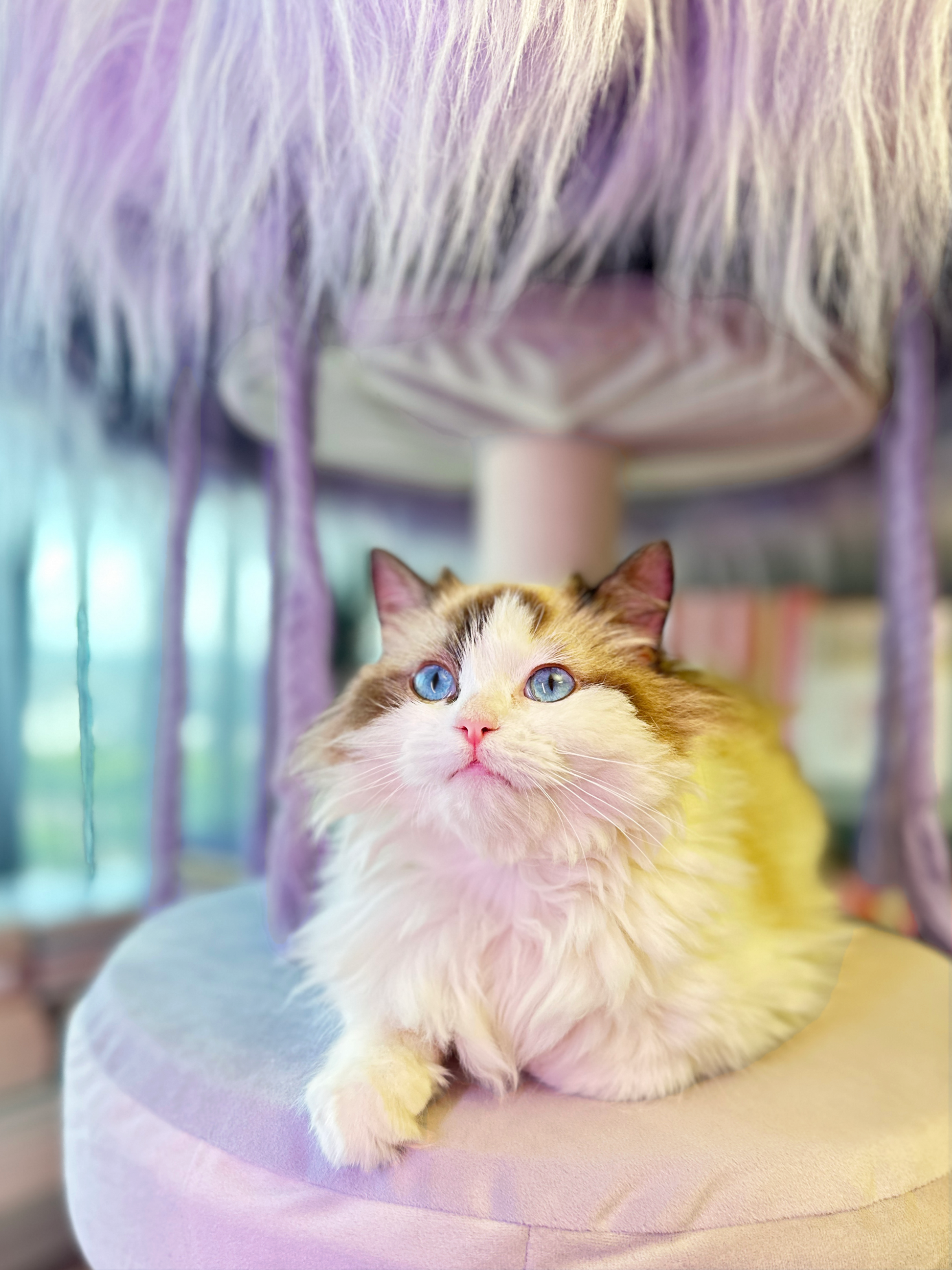 attractive cat tree