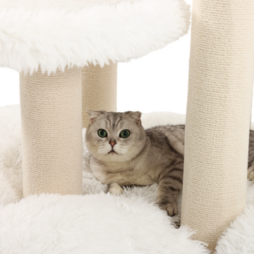 maine coon cat beds