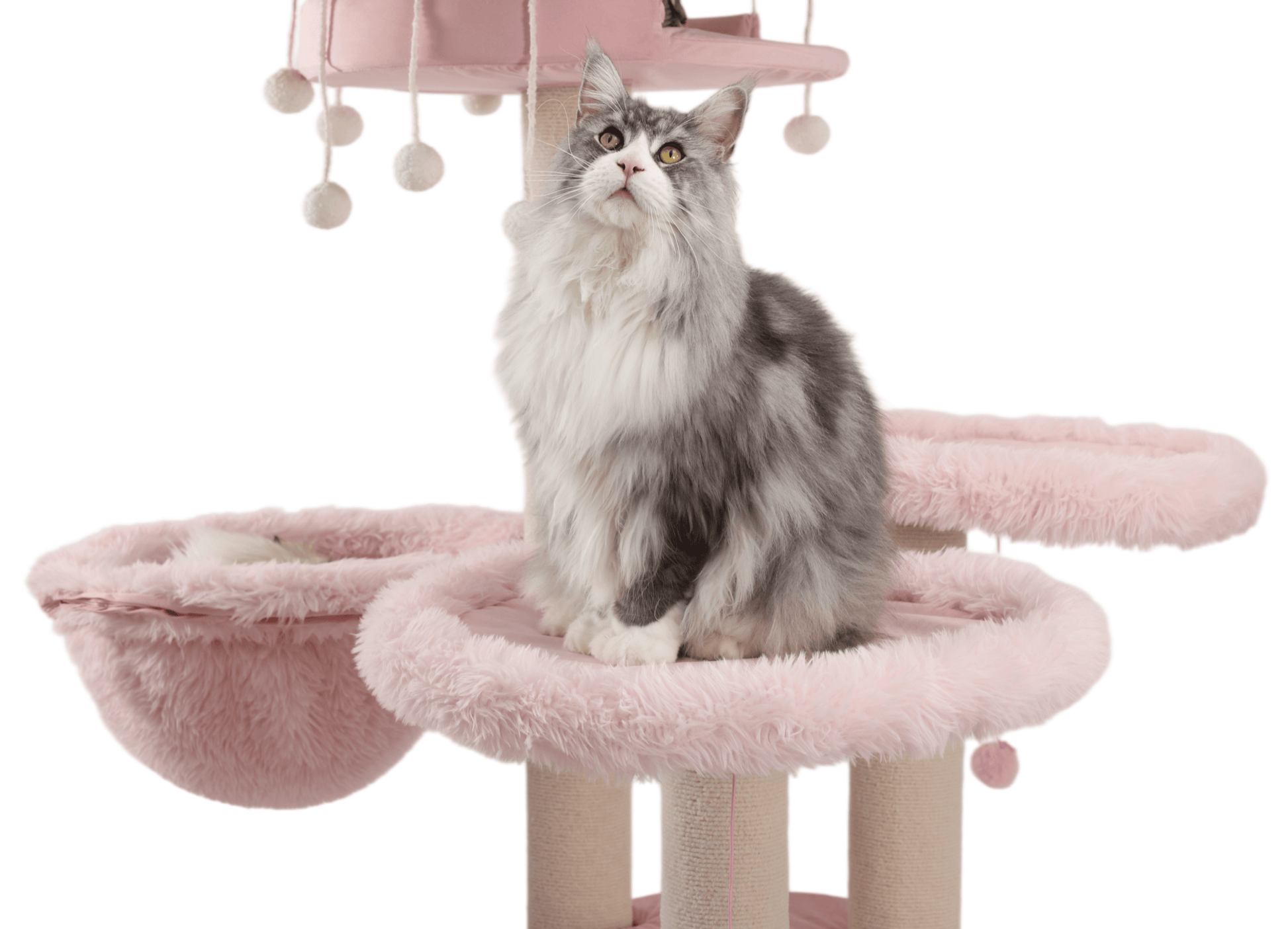 Sturdy cat towers for large cats are the ideal choice for Maine Coons.