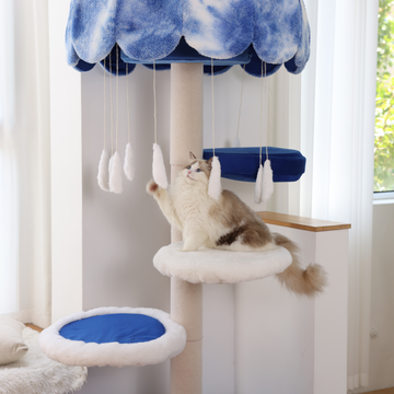 Cat playing with hanging toys on a wooden cat tree in blue