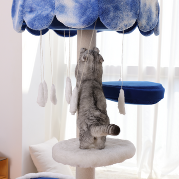 Use cat scratch tree to avoid the sofa being damaged.