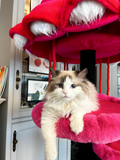 cat furniture elevated