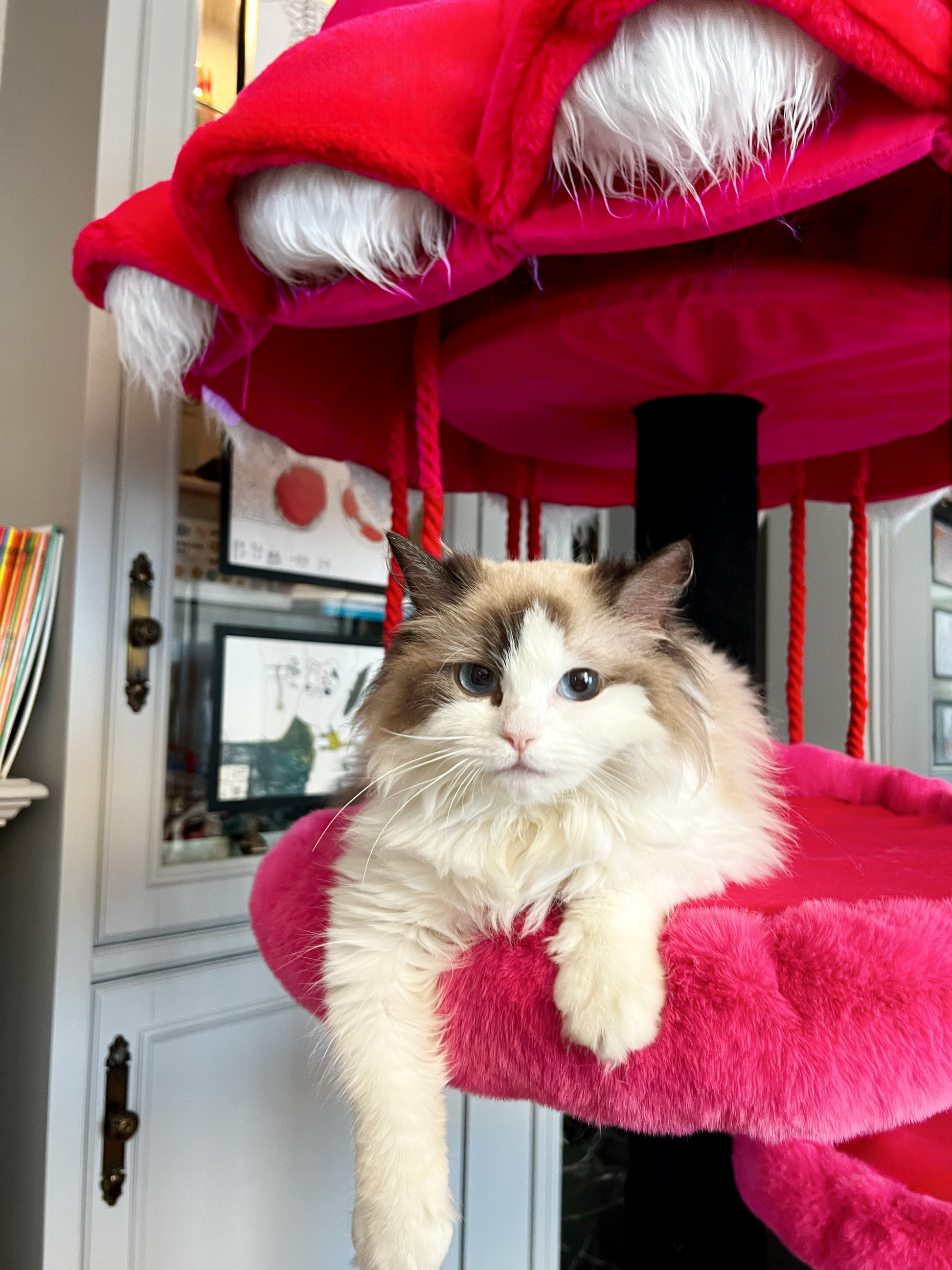 cat furniture elevated