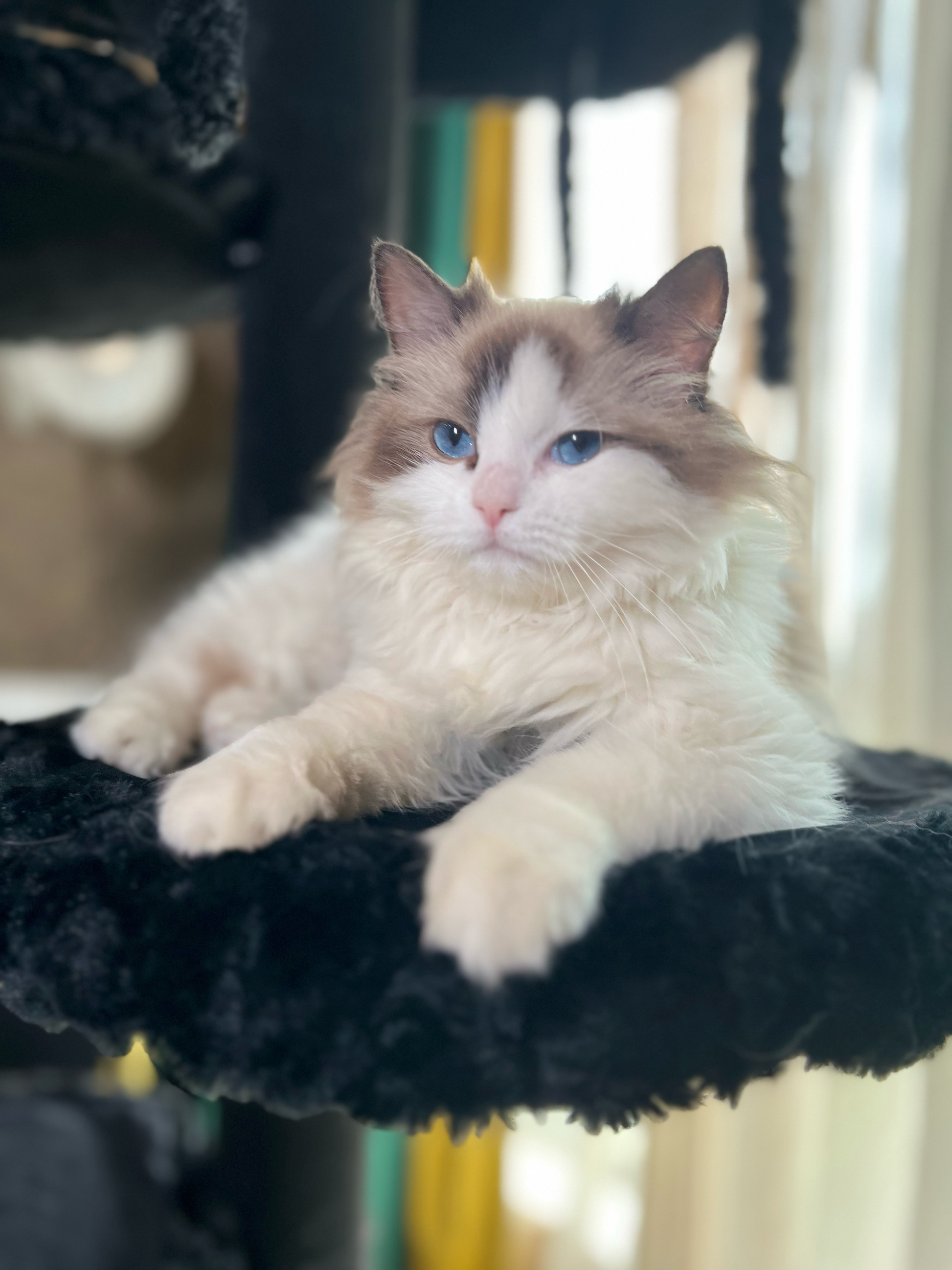 cat tower for large cats