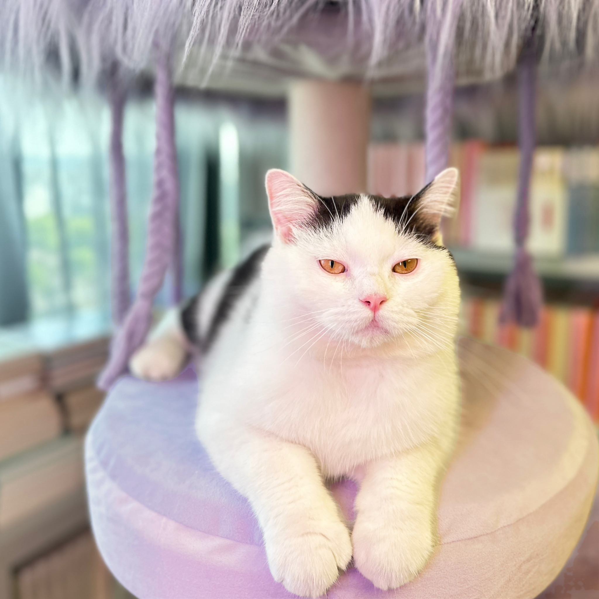 cat tower for large cats