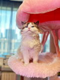 cat tower for large cats