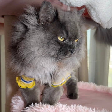 cat tower pink