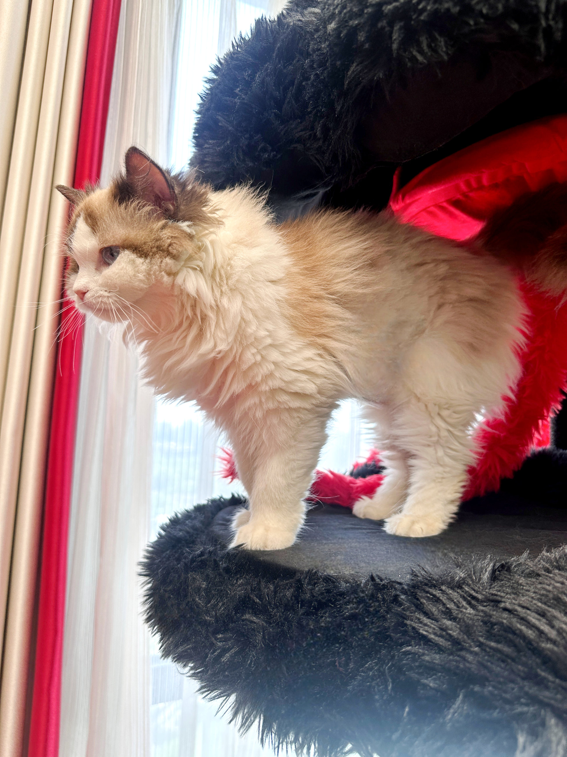 cat tree cool