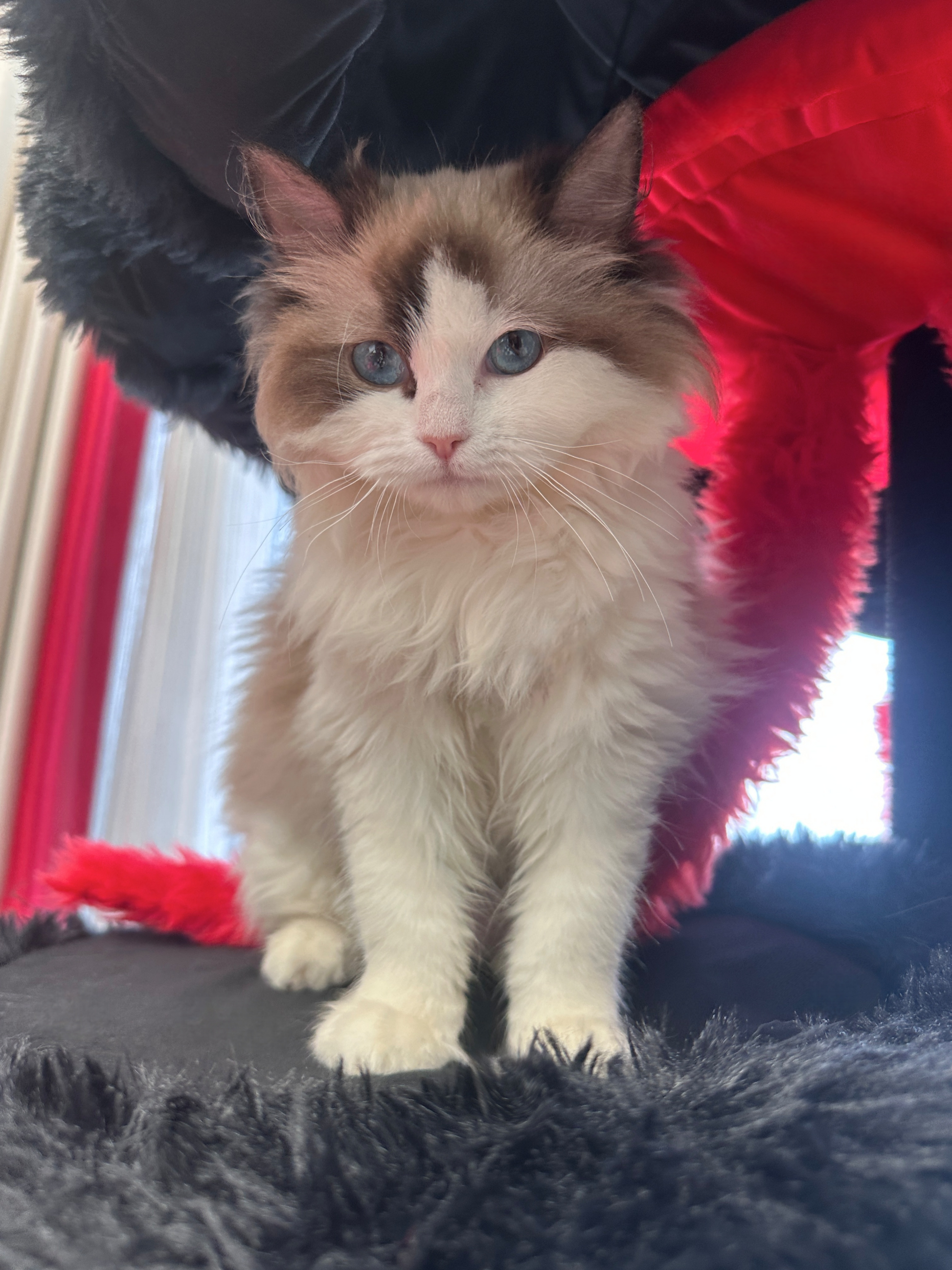 cat tree for large cats