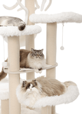 Heavy-duty cat furniture, an indispensable play area for Maine Coon cats in the family.