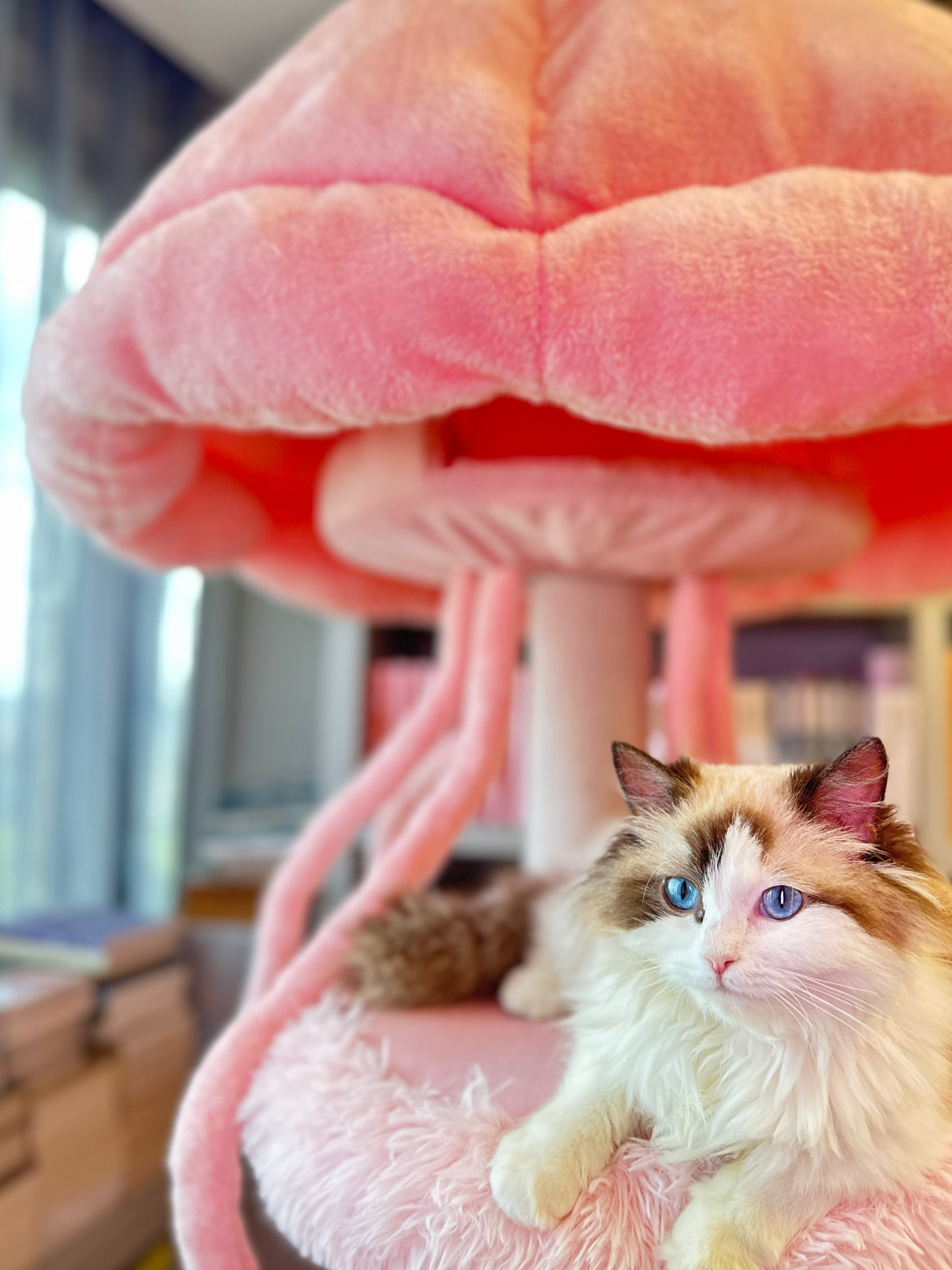 cat tree with lights