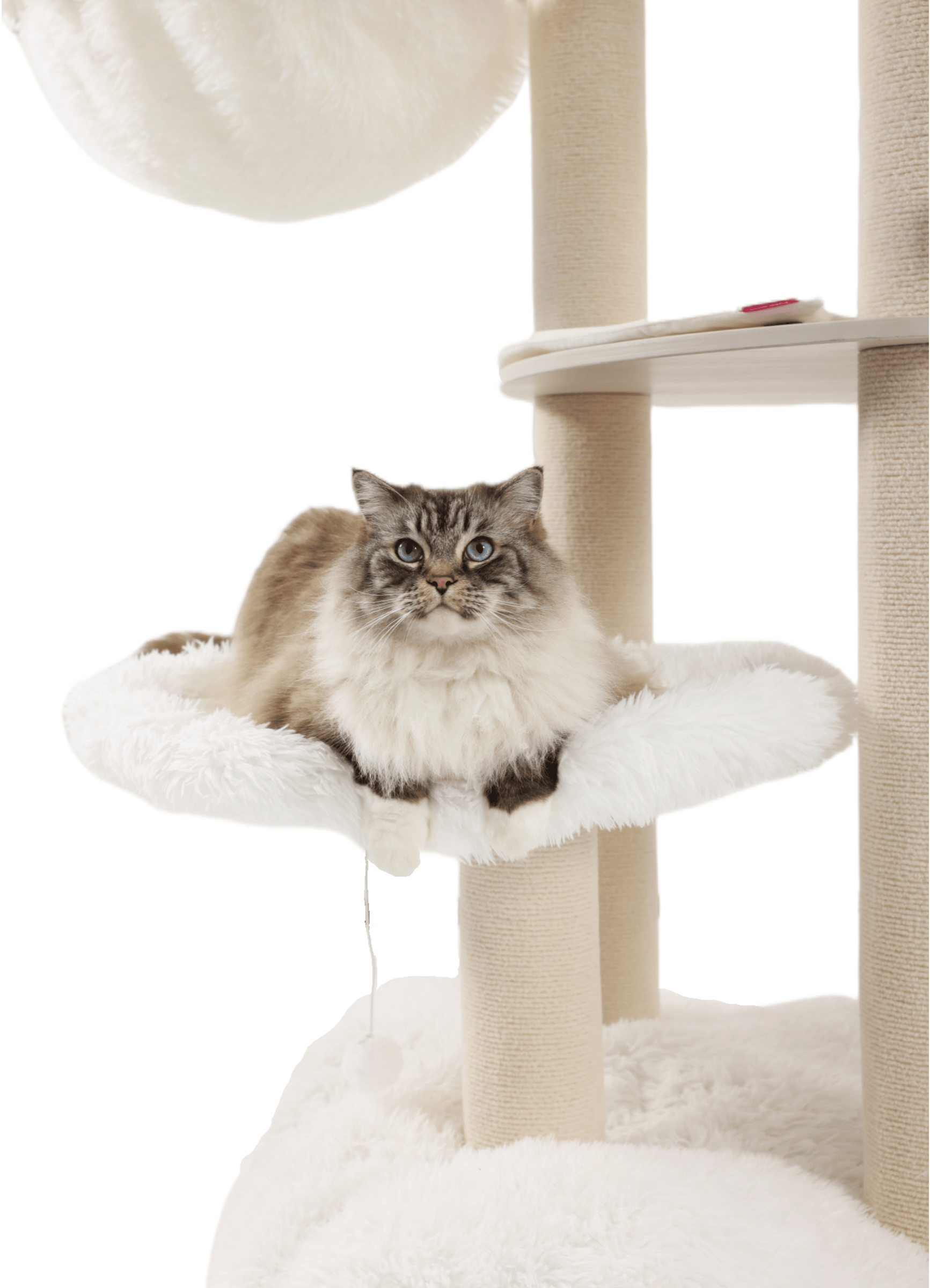 Solid wood material, super large size, luxury cat tree for large cats
