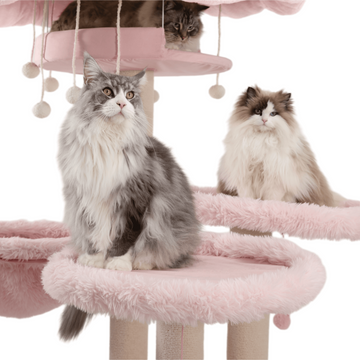 lovely prestige cat tree maine coon