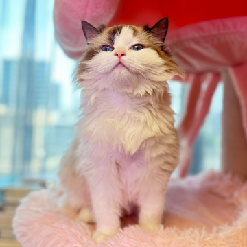 classical cat tree