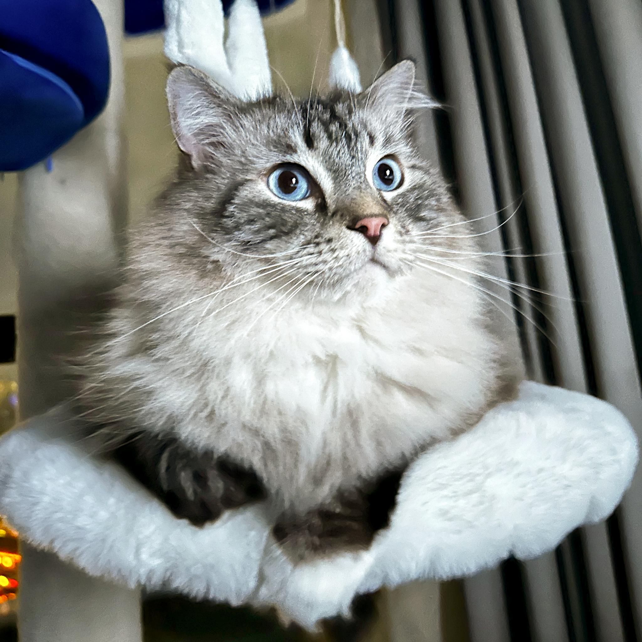 colorful cat tree