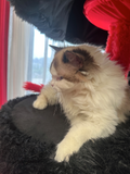 coolest cat trees