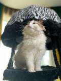 decorative cat tree