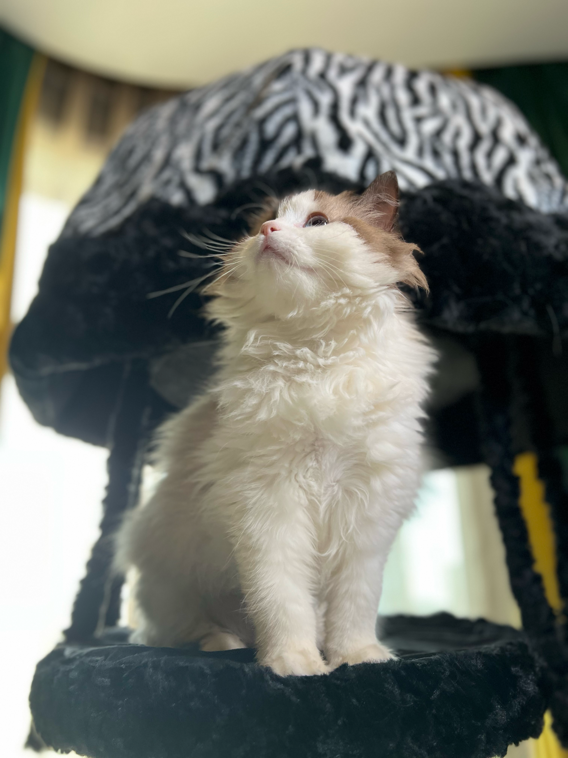 decorative cat tree