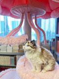 fancy cat tree