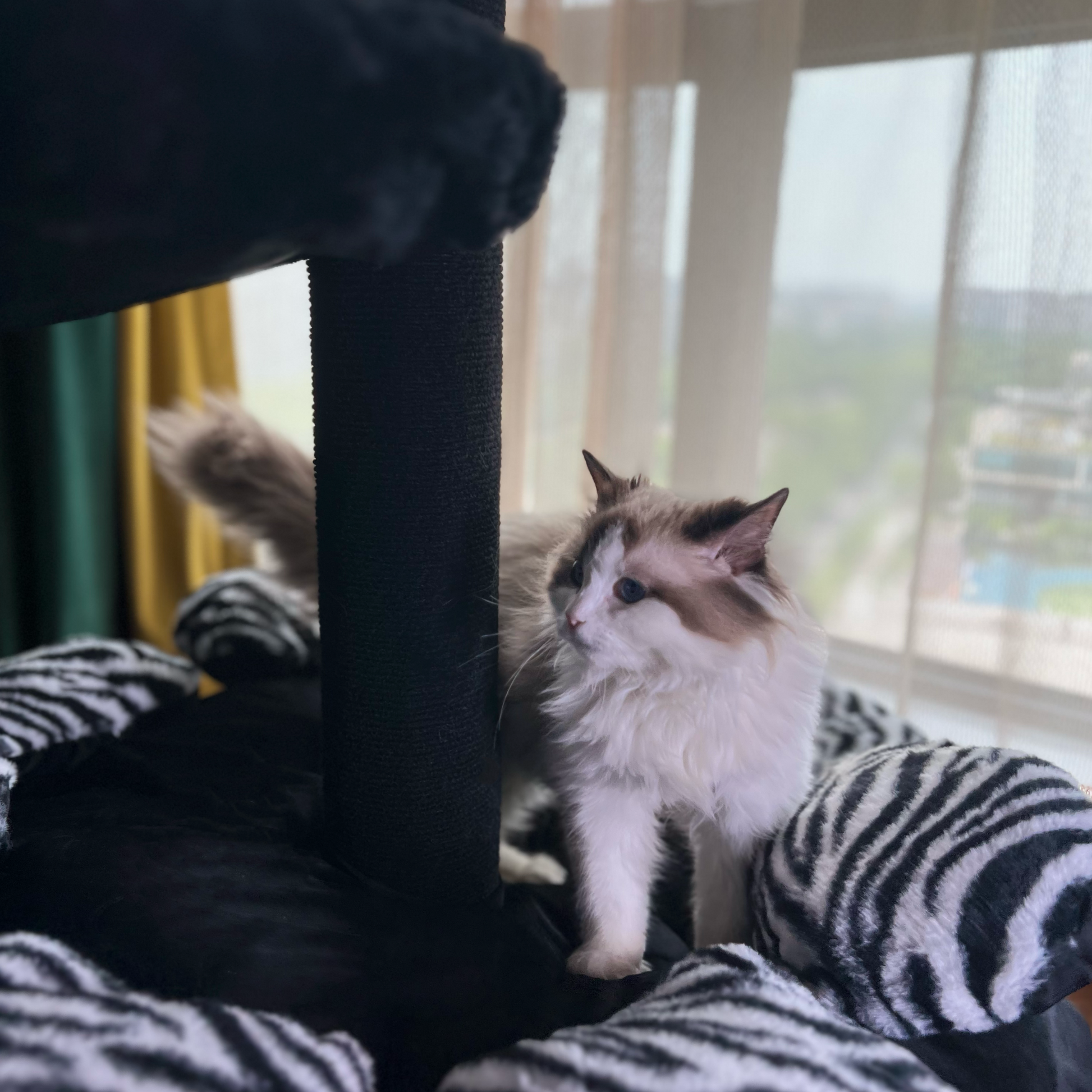 fancy cat tree