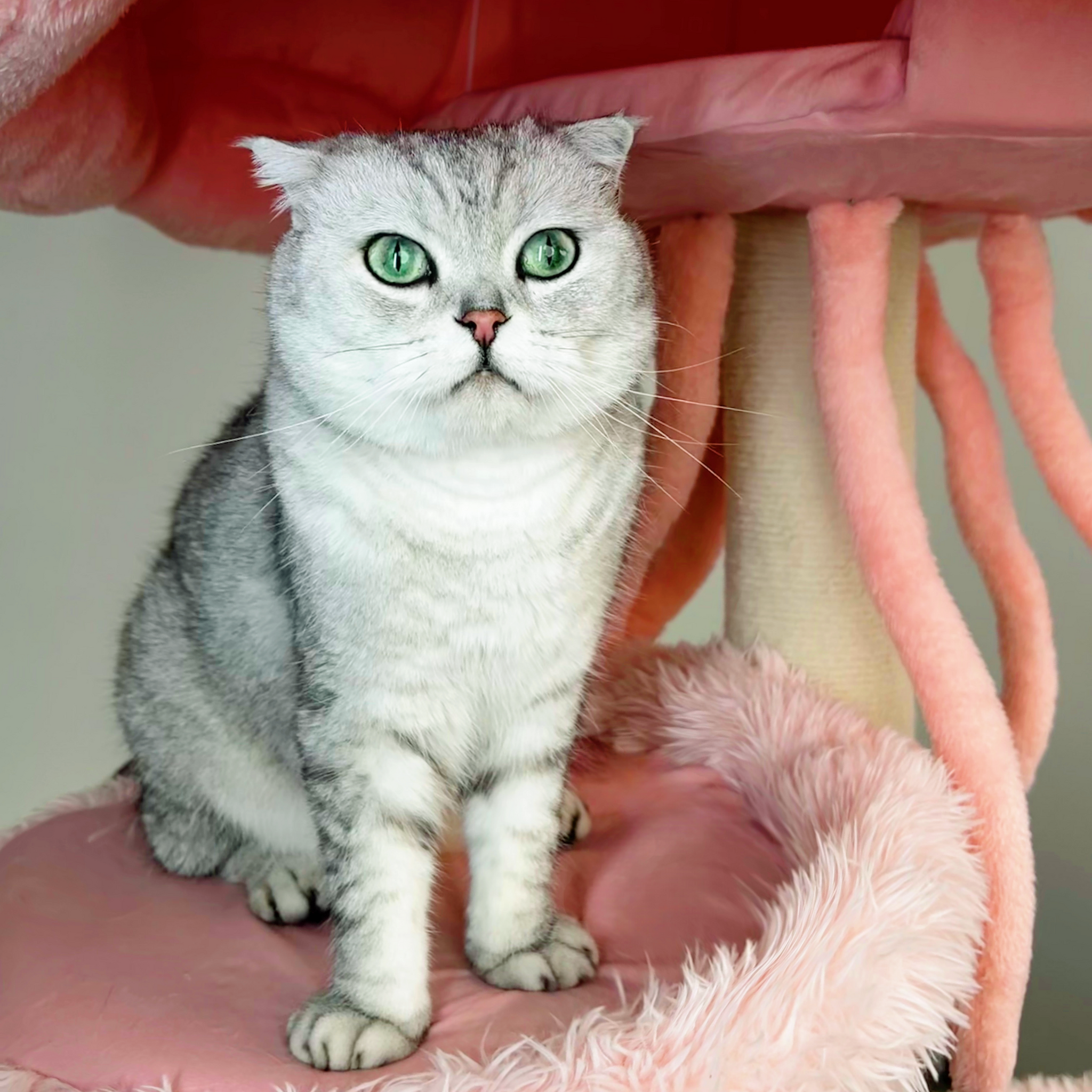 fashionable cat furniture