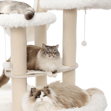 cat shelves for large cats