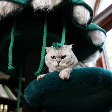 Cat sitting on a green modern cat trees design with soft cushions