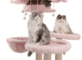 Sturdy cat trees for big cats, cute pink color, replaceable, washable, a long-term option.