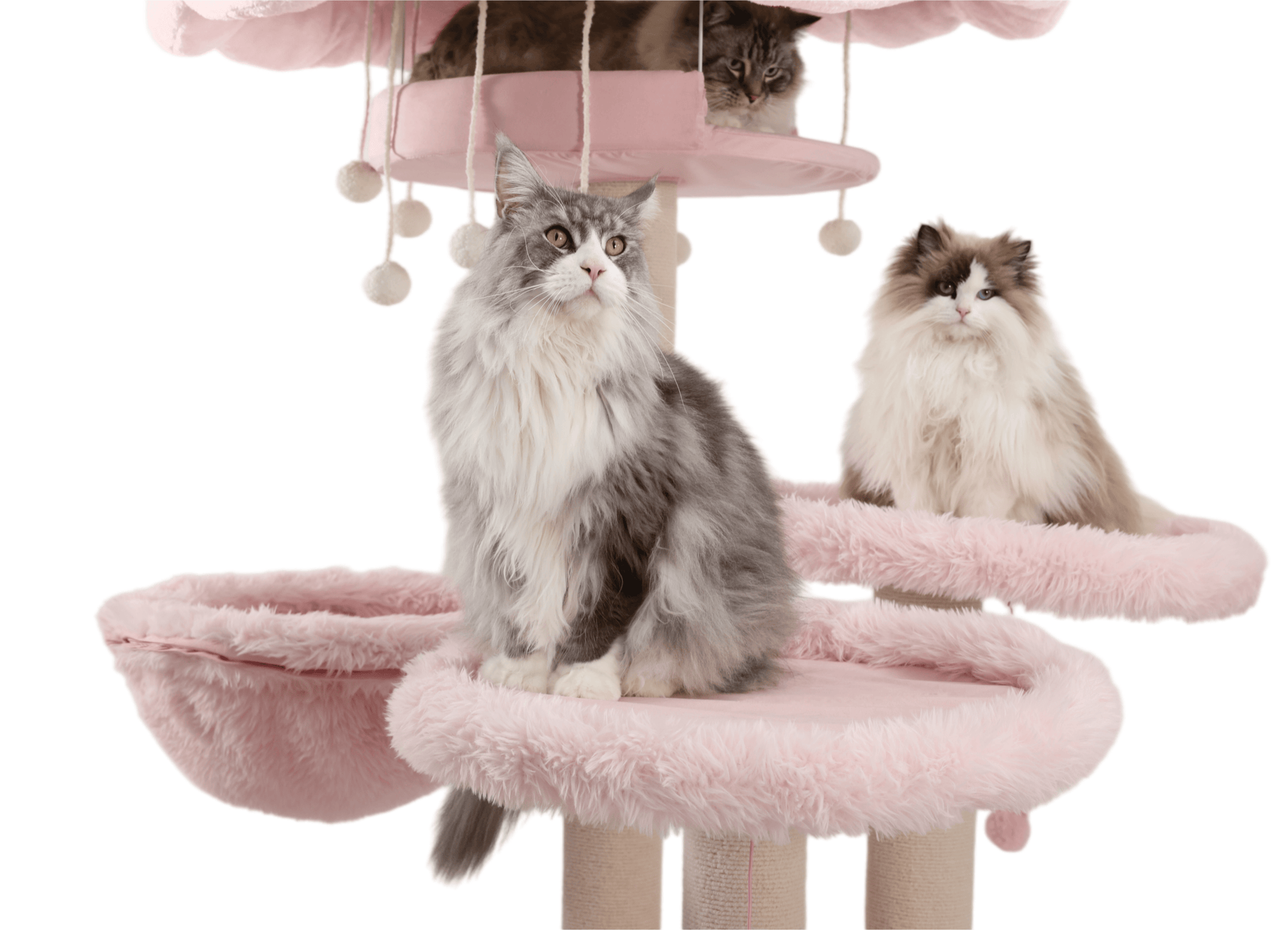 Sturdy cat trees for big cats, cute pink color, replaceable, washable, a long-term option.
