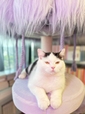 jellyfish cat tree