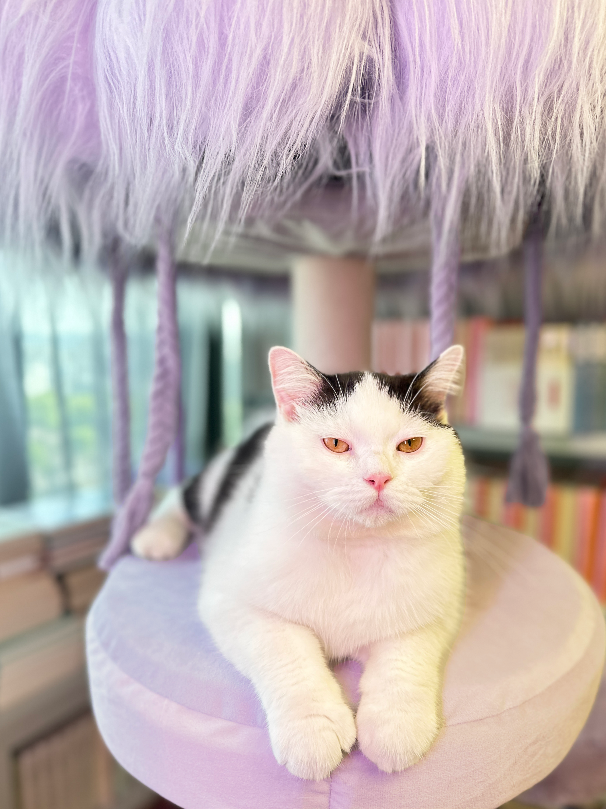 jellyfish cat tree