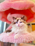 jellyfish cat tree