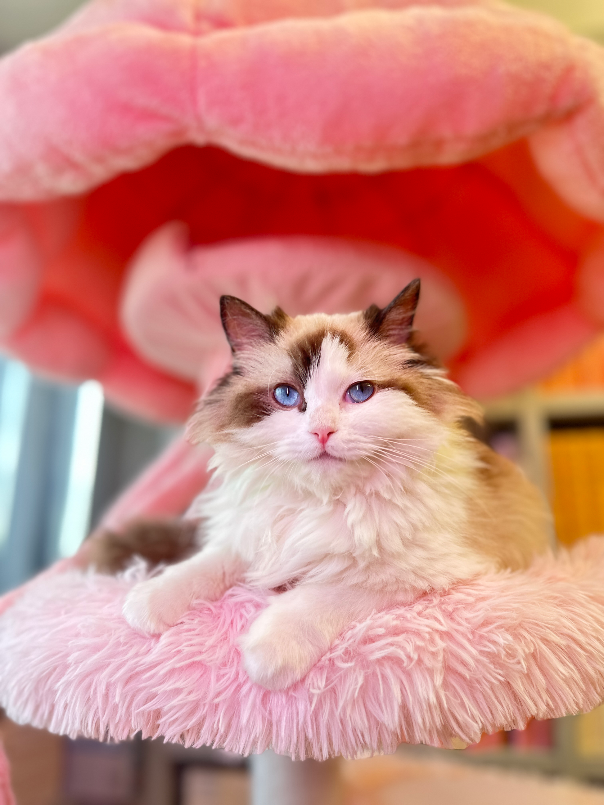 jellyfish cat tree