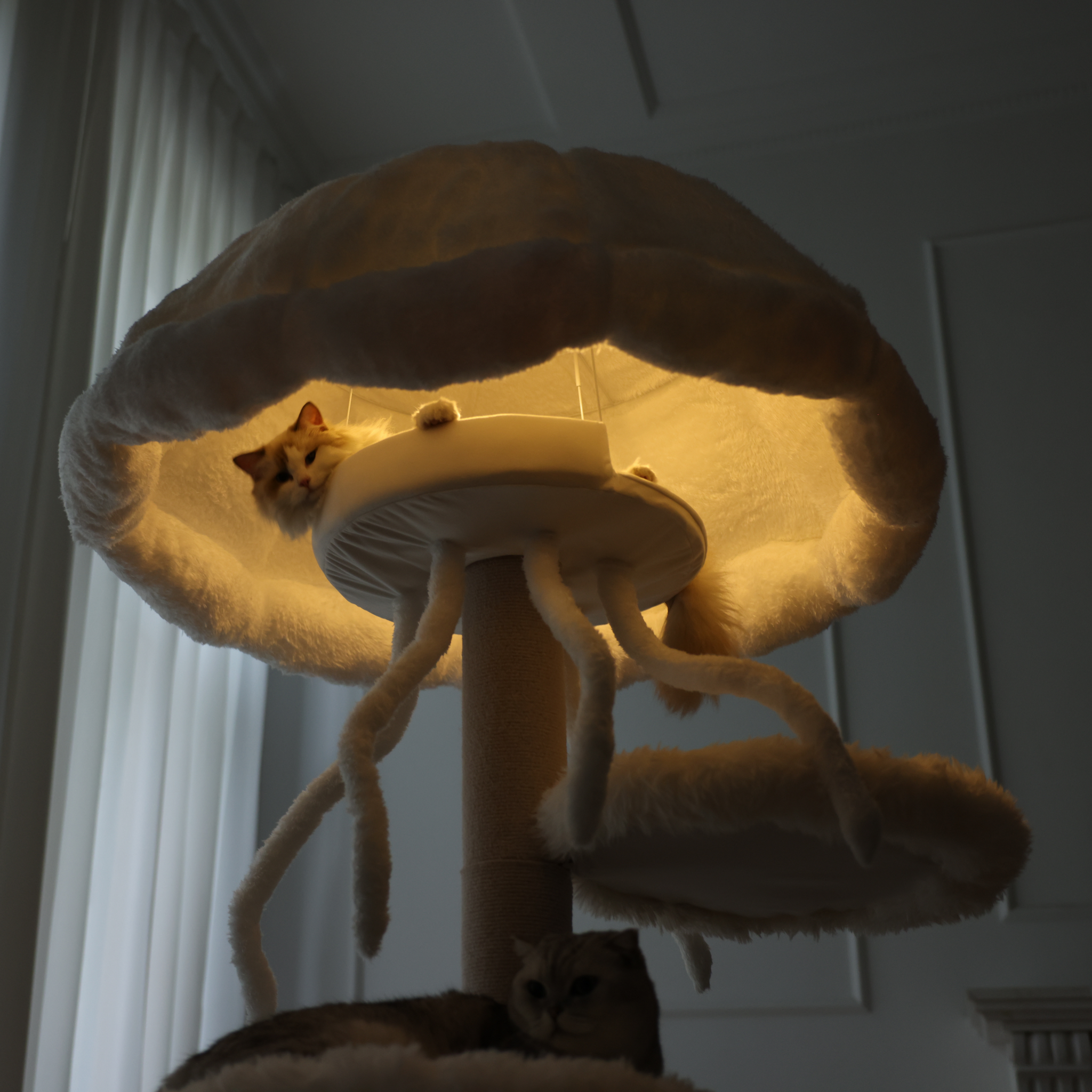 fun cat furniture with sensor light.