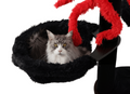 Prestige cat beds for large cats, comfortable beds for Maine Coon cats.