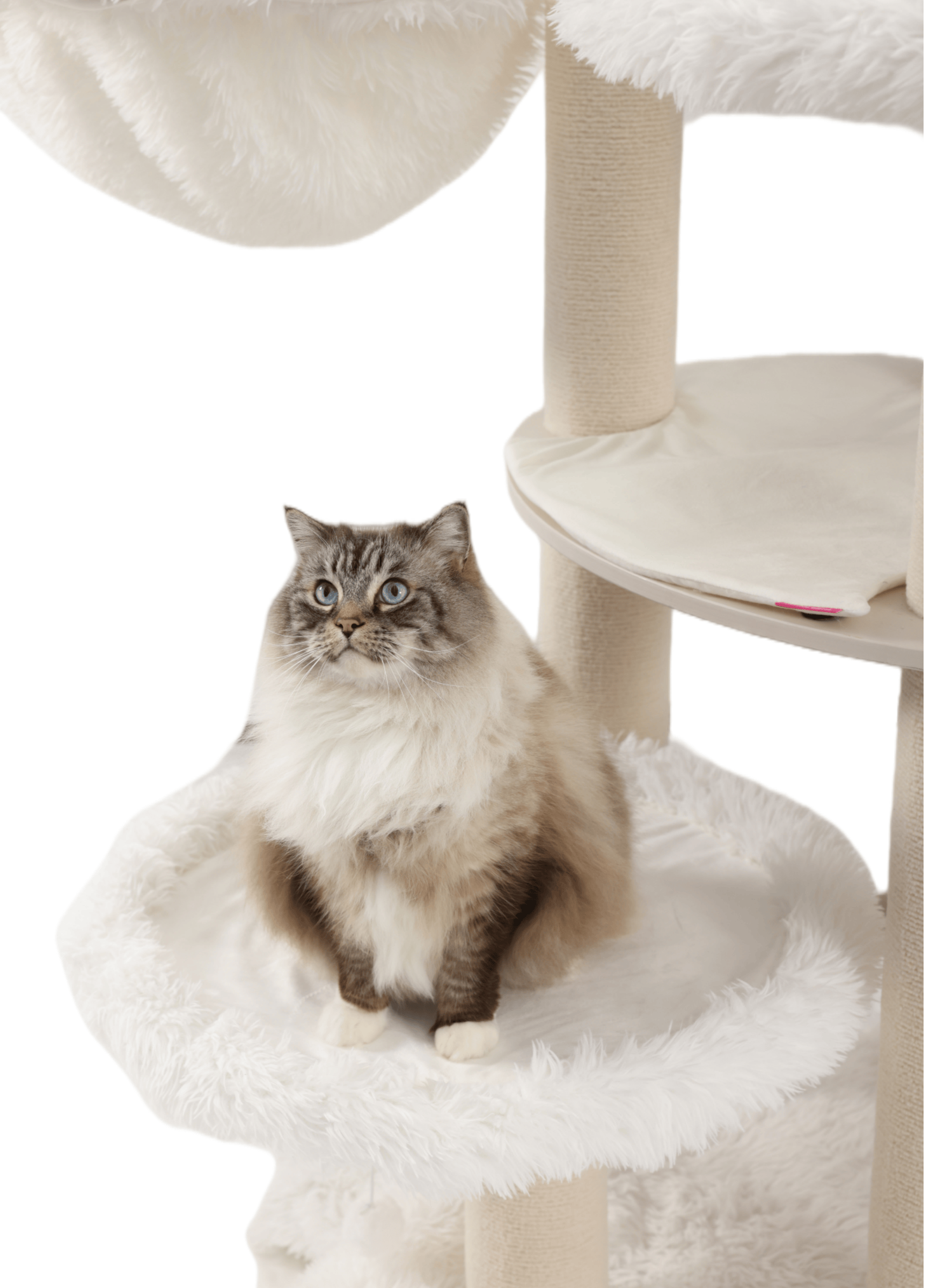 Cat house suitable for forest cats for large cats