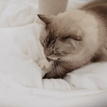 The comfortable white cat bed that all cats love.