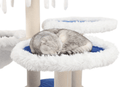 Maine Coon Cat Tower - a must-have cat tree for Maine Coon cats.