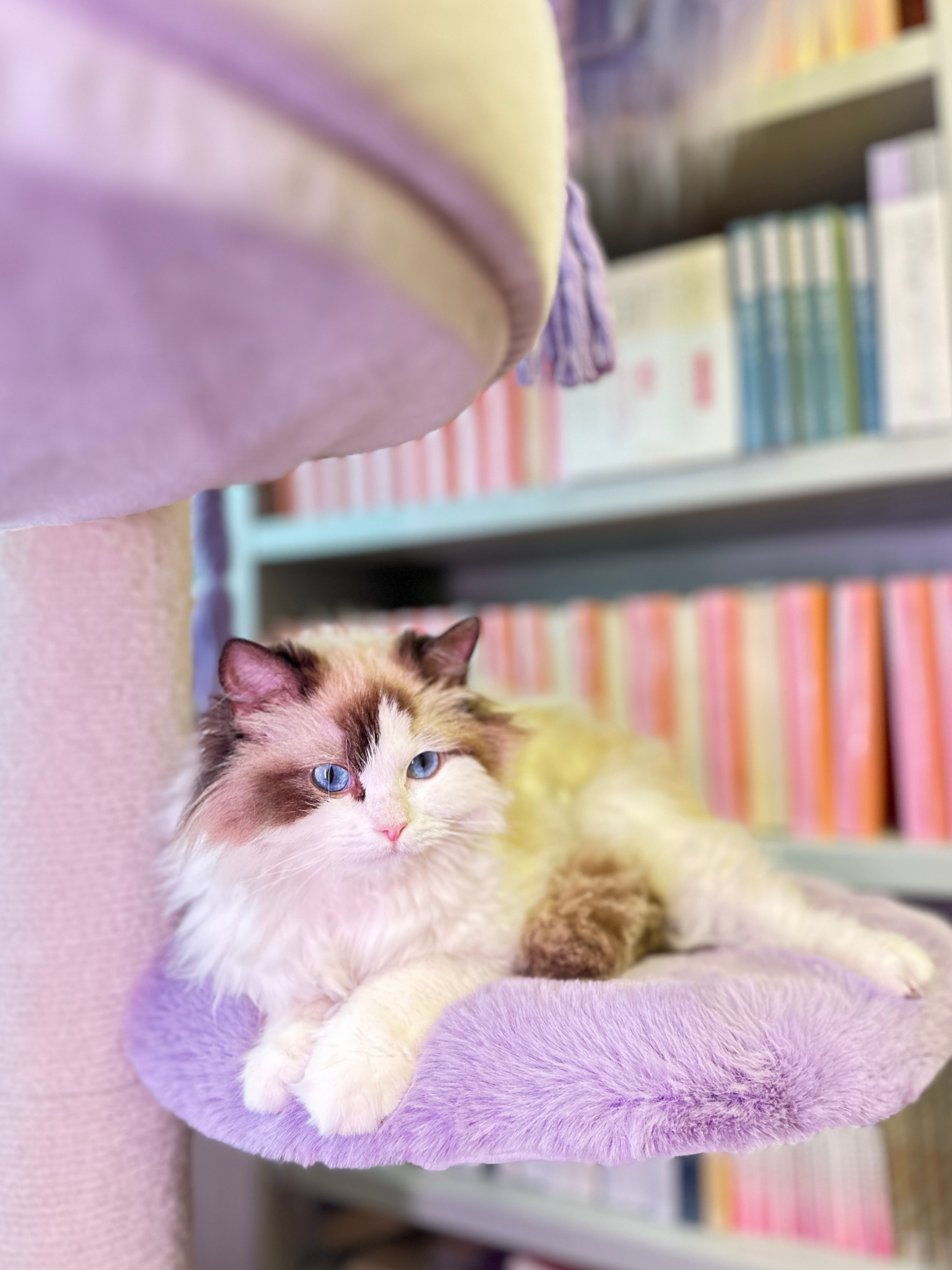 natural cat tree