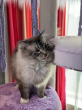 pet home deco