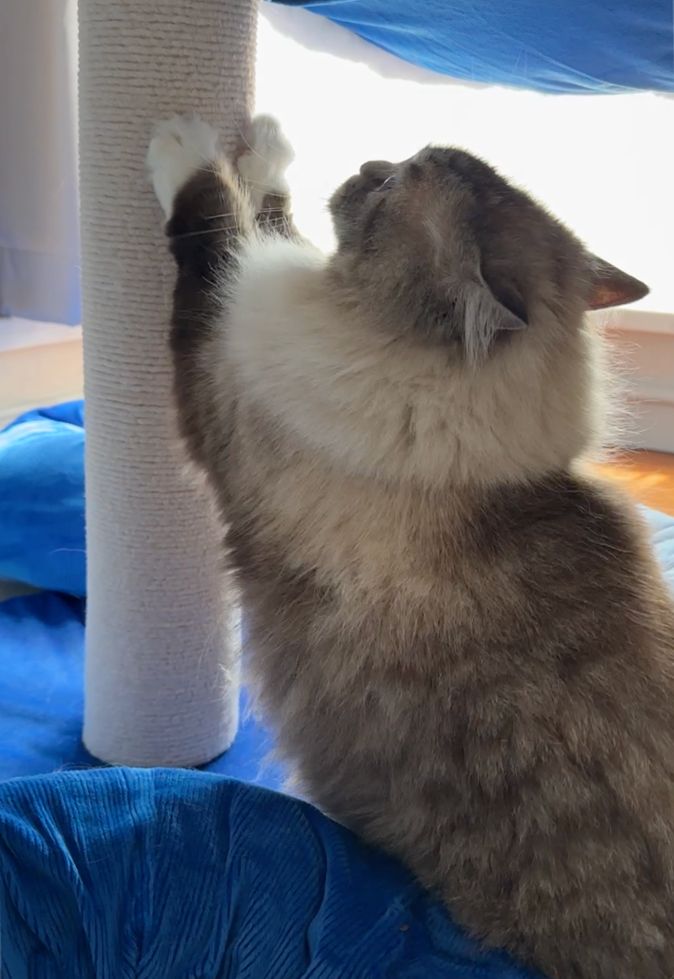 scratching cat tree