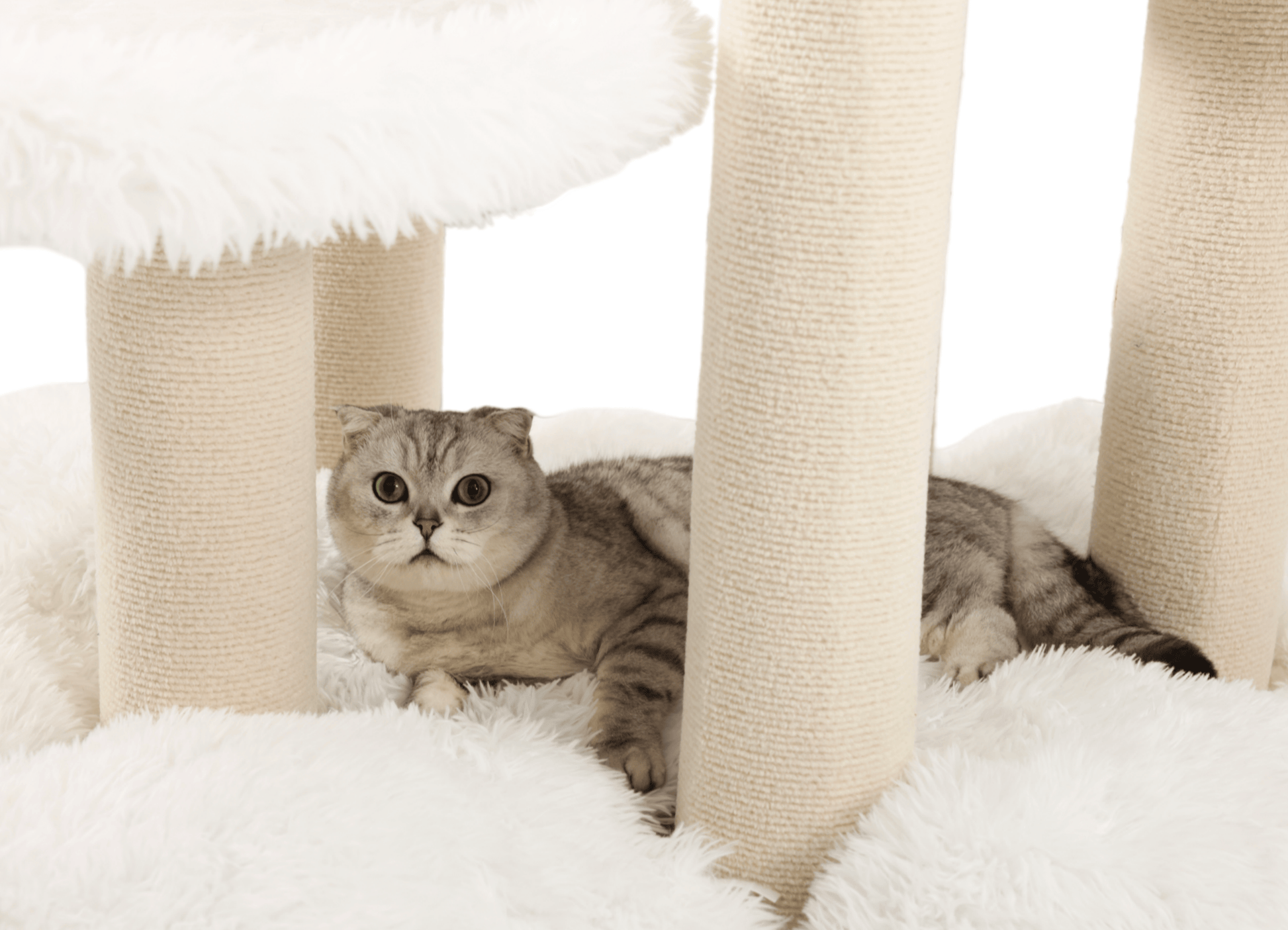 Big cat tree. The bottom cat bed is also suitable for a comfortable rest.