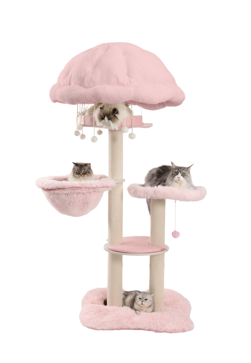 Big cat furniture essential for multi-cat households