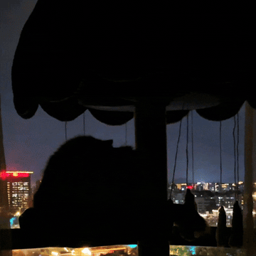 stylish cat furniture